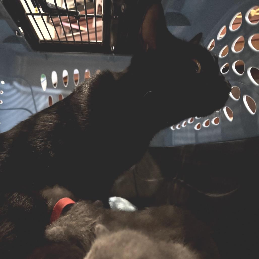 Enlarge Gem, a Adoptable Domestic Short Hair in Katy, TX image 1/1