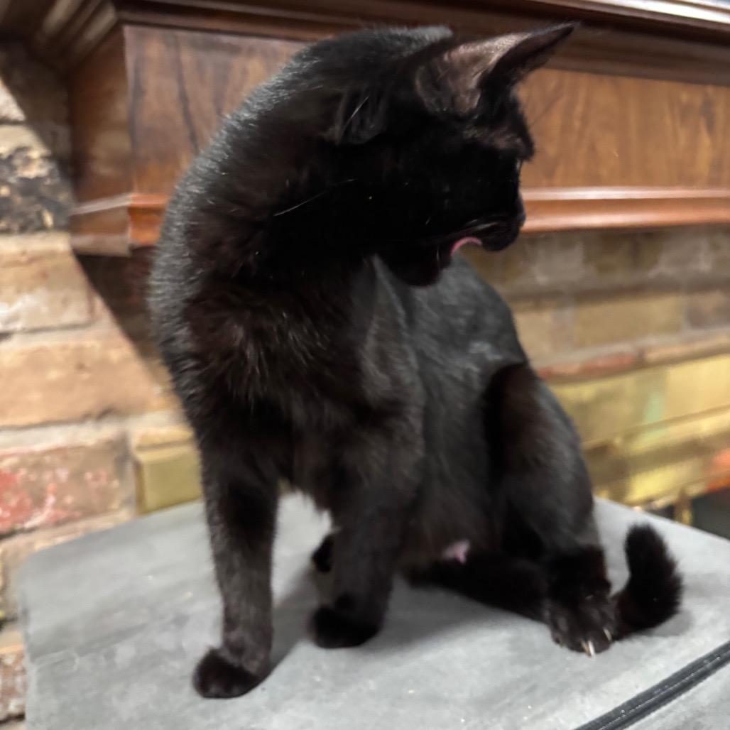 Enlarge Gem, a Adoptable Domestic Short Hair in Katy, TX image 3/3