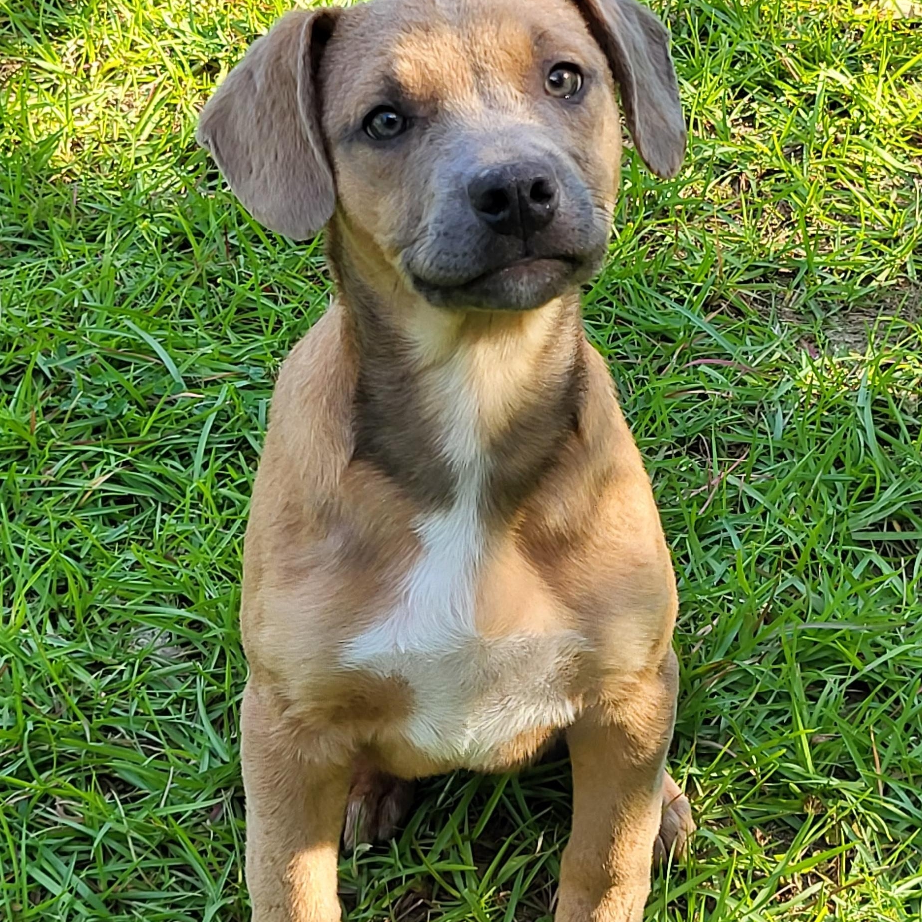 Mojo Jojo, ADOPTABLE, Puppy Male Mixed Breed.