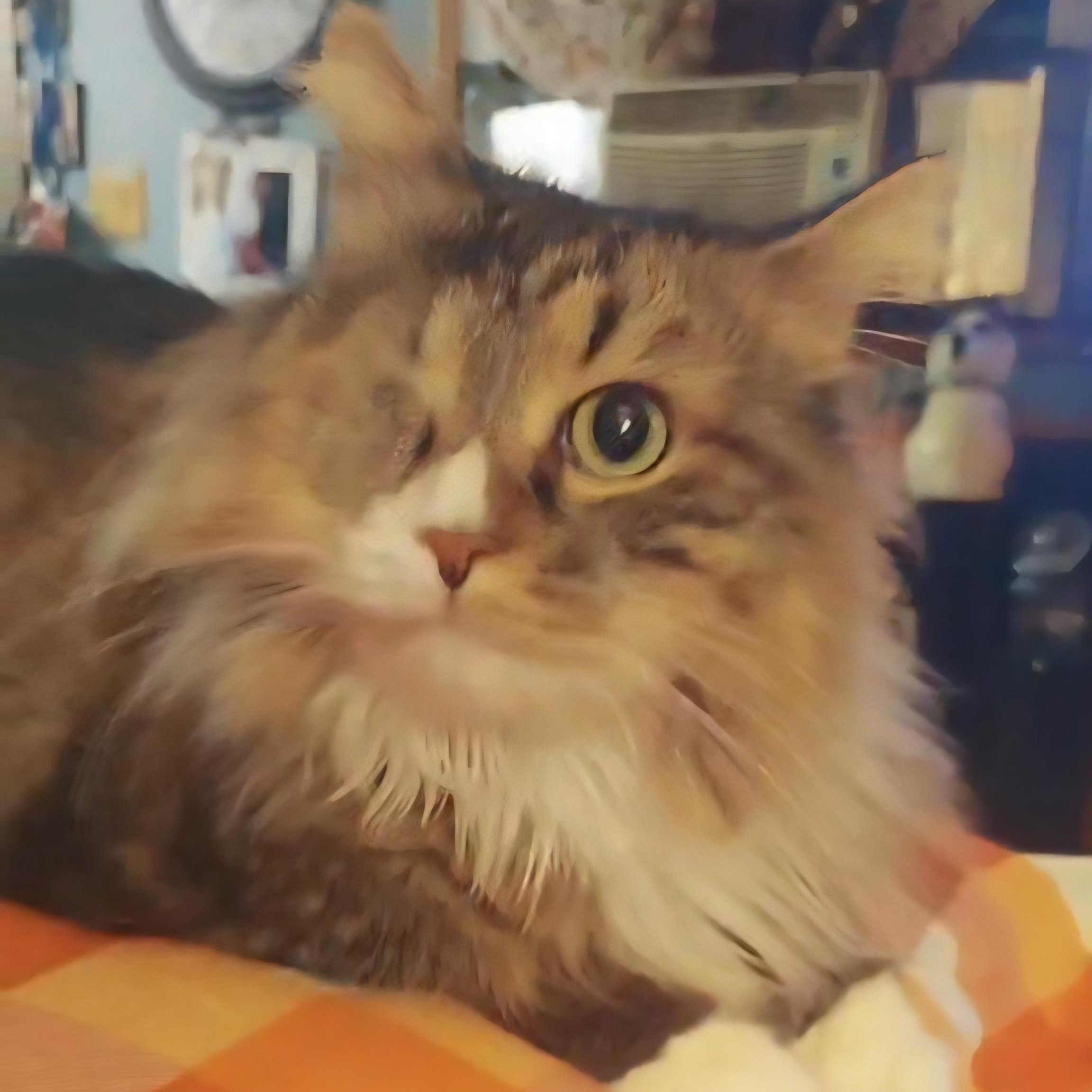 Simon (SPECIAL NEEDS - Diabetic, one eye), a Adoptable Domestic Long Hair in FITCHBURG, MA image 3/5