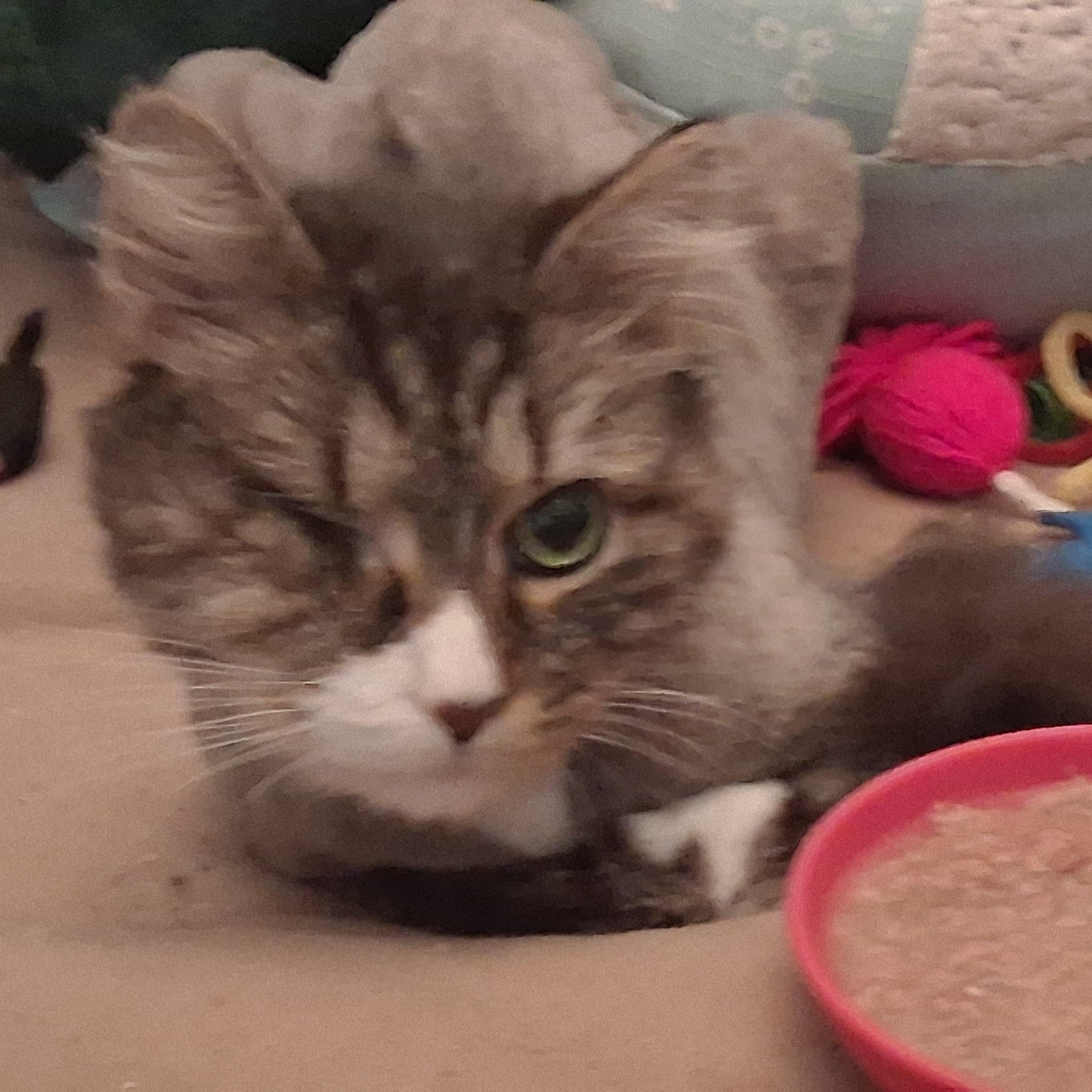 Simon (SPECIAL NEEDS - Diabetic, one eye), a Adoptable Domestic Long Hair in FITCHBURG, MA image 4/5