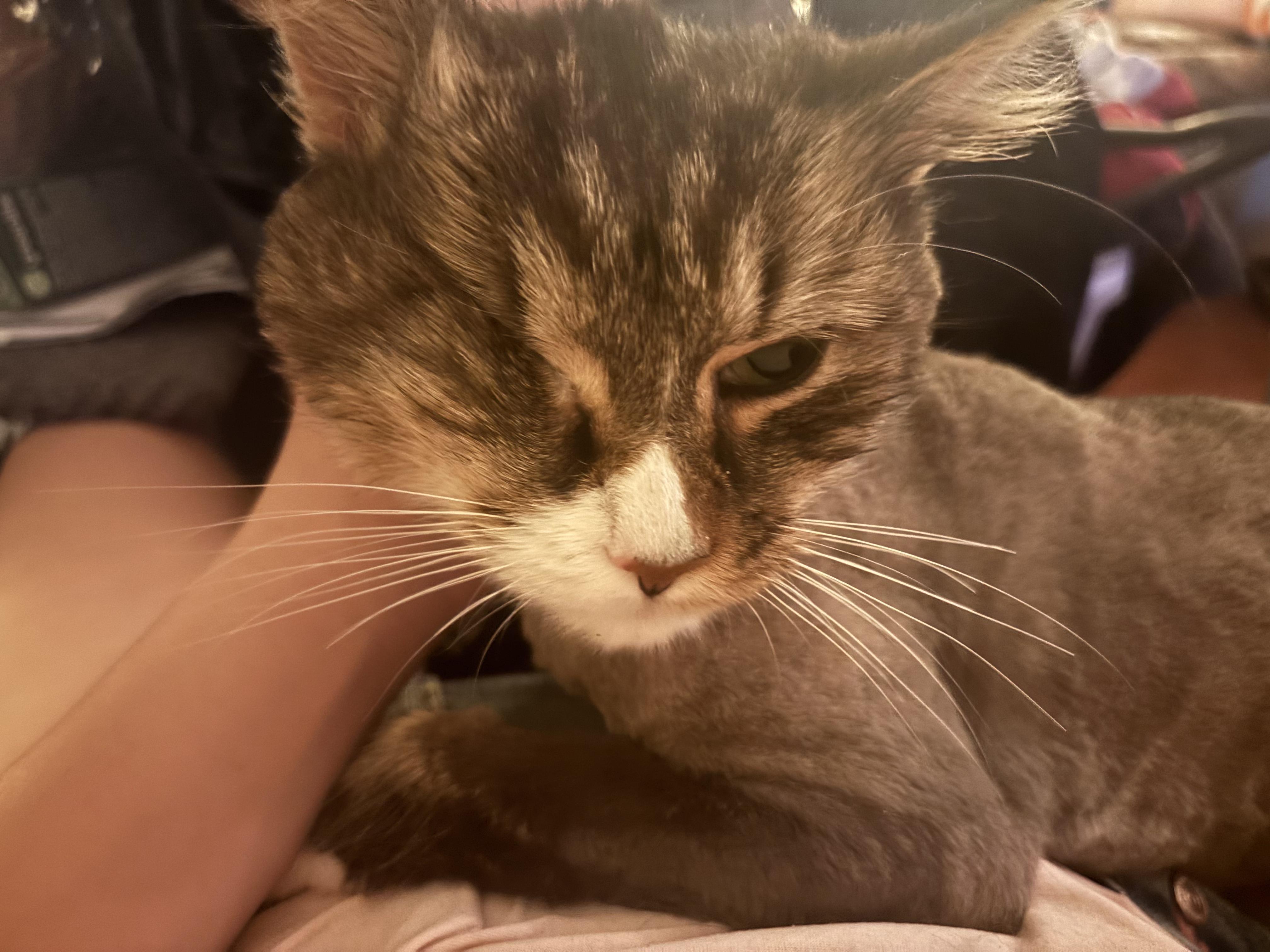Simon (SPECIAL NEEDS - Diabetic, one eye), a Adoptable Domestic Long Hair in FITCHBURG, MA image 5/5