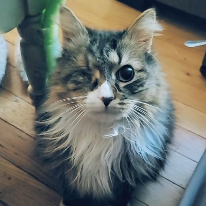 Simon (SPECIAL NEEDS - Diabetic, one eye), a Adoptable Domestic Long Hair in FITCHBURG, MA image 1/5