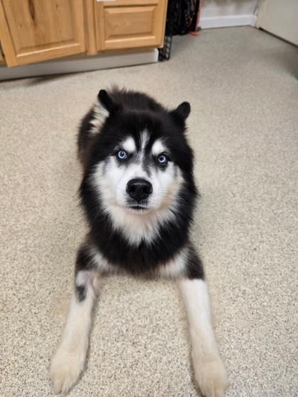 Enlarge Zeke, a Adoptable mixed breed in Harbor Springs, MI image 1/2