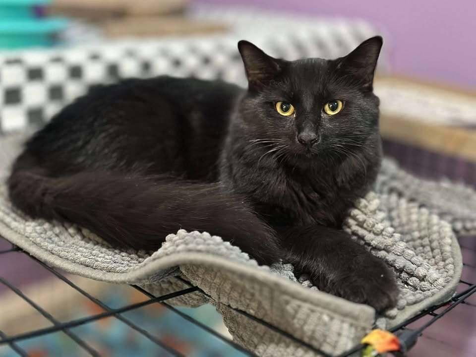 Shadow, Adoptable, Young Male Domestic Medium Hair.