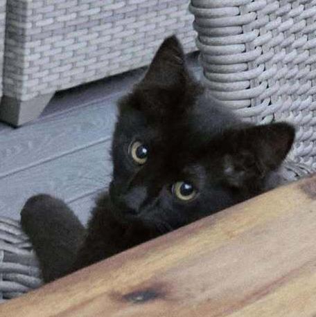 Enlarge Shadow, a Adoptable mixed breed in Woodbridge, VA image 2/4