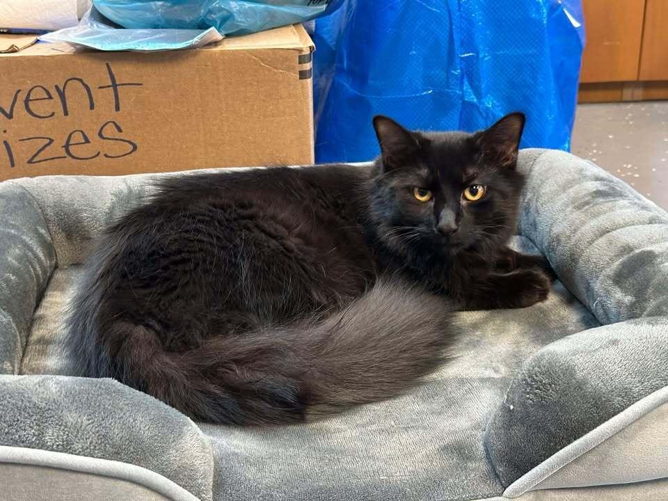 Enlarge Shadow, a Adoptable mixed breed in Woodbridge, VA image 3/4