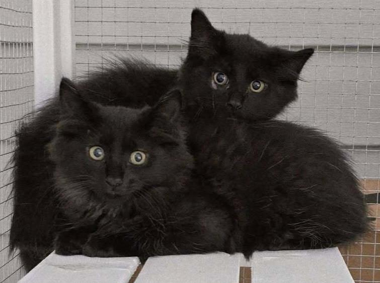 Enlarge Shadow, a Adoptable mixed breed in Woodbridge, VA image 4/4