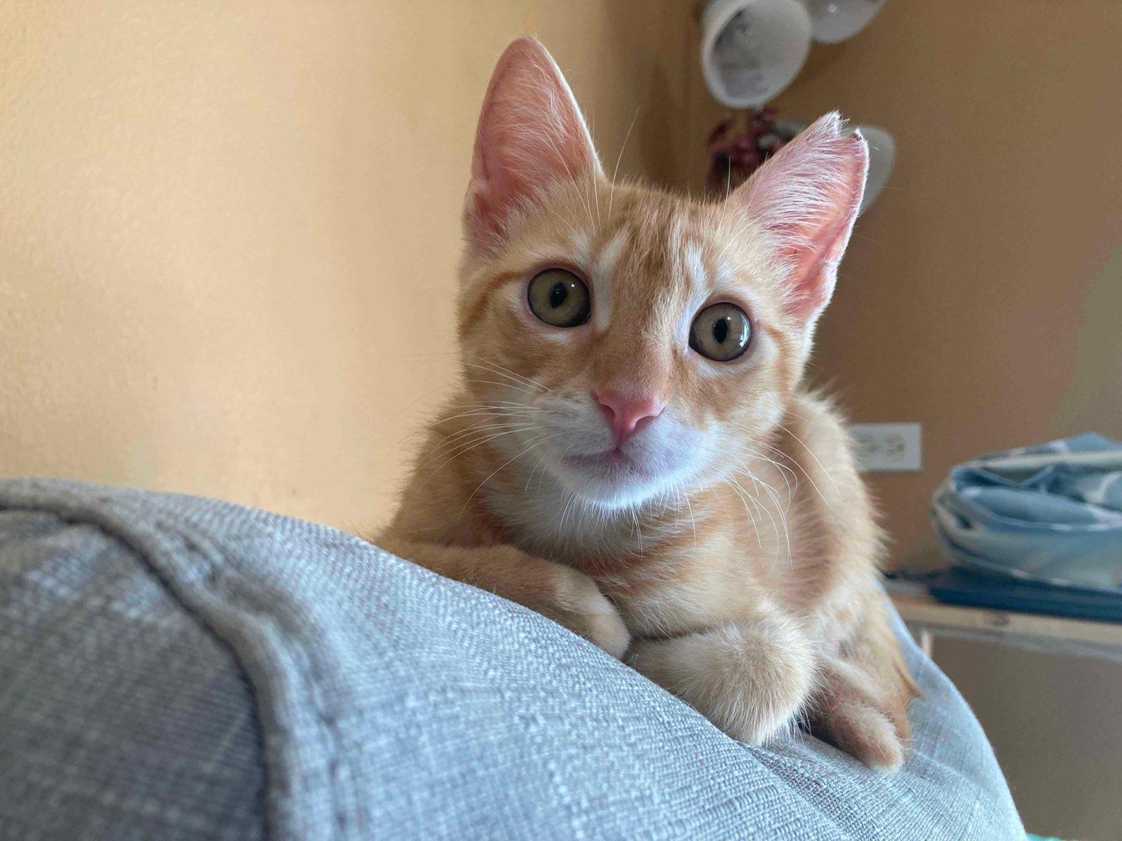Cat for adoption - Pumpkin, a Domestic Short Hair in Honolulu, HI | Petfinder