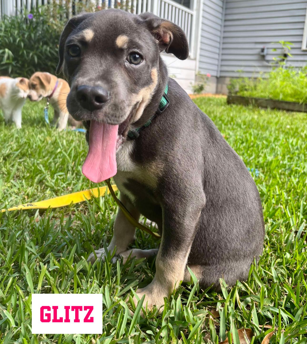 Glitz, Baby Male Rottweiler