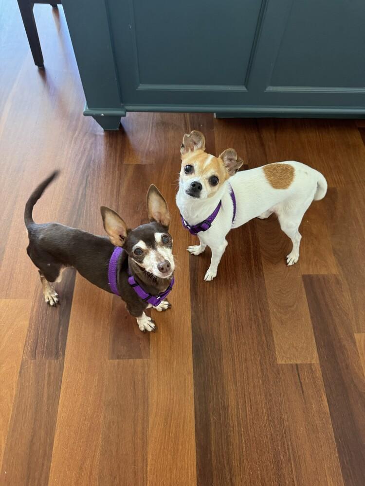 Penny, Adoptable, Senior Female Chihuahua.