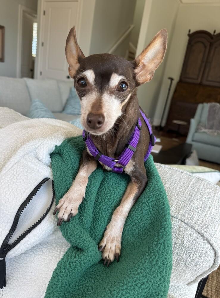 Enlarge Penny, a Adoptable mixed breed in Orlando, FL image 2/4