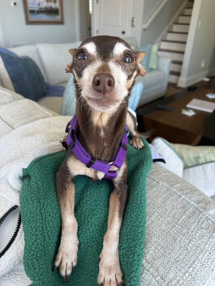 Enlarge Penny, a Adoptable mixed breed in Orlando, FL image 4/4