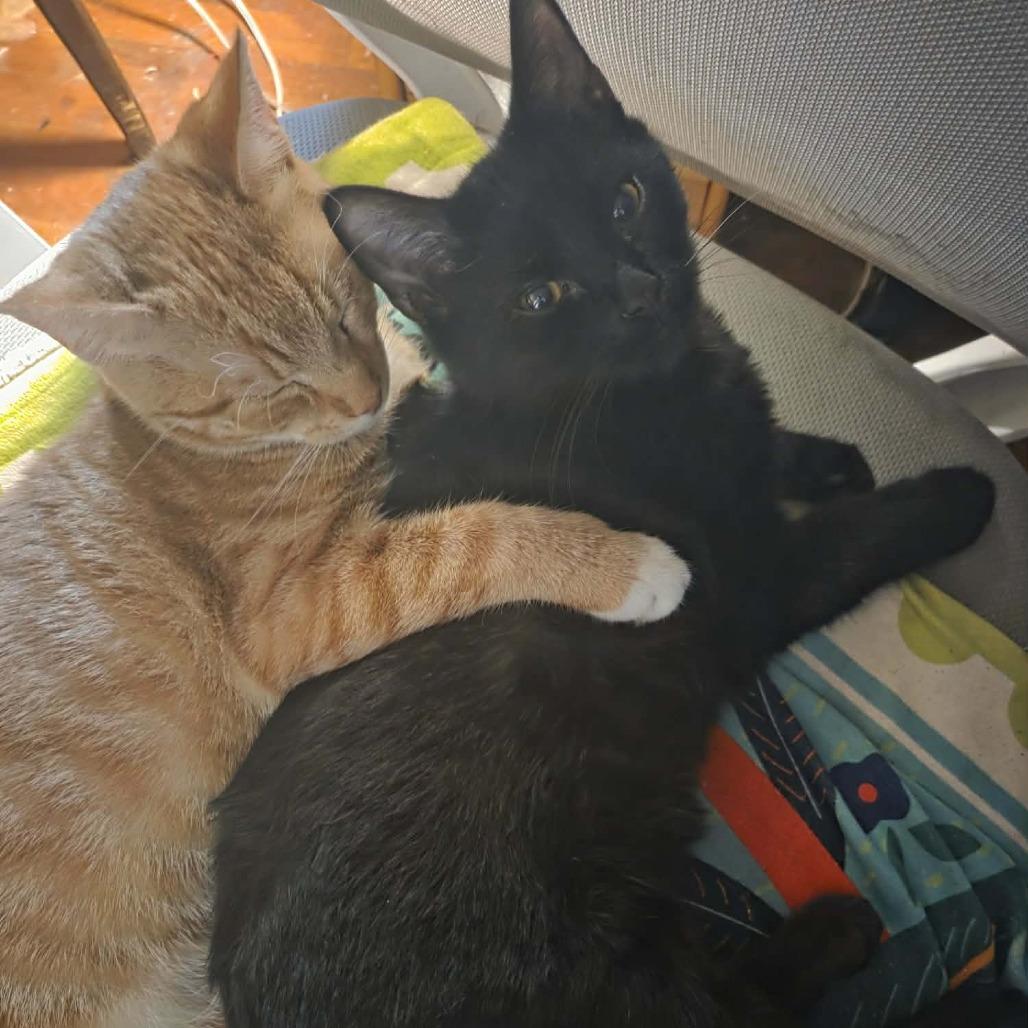 Enlarge Blake, a Adoptable Domestic Short Hair in Lyndhurst, VA image 1/4