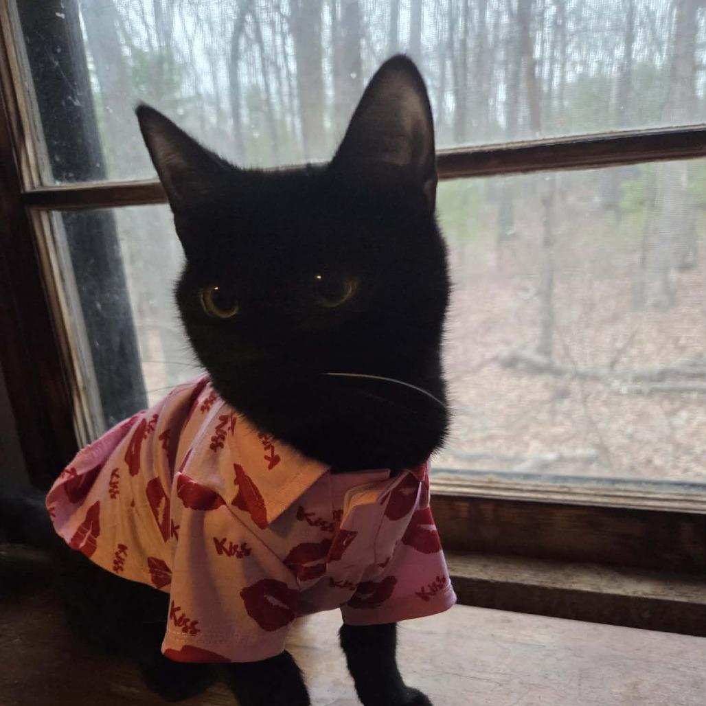 Enlarge Blake, a Adoptable Domestic Short Hair in Lyndhurst, VA image 2/4