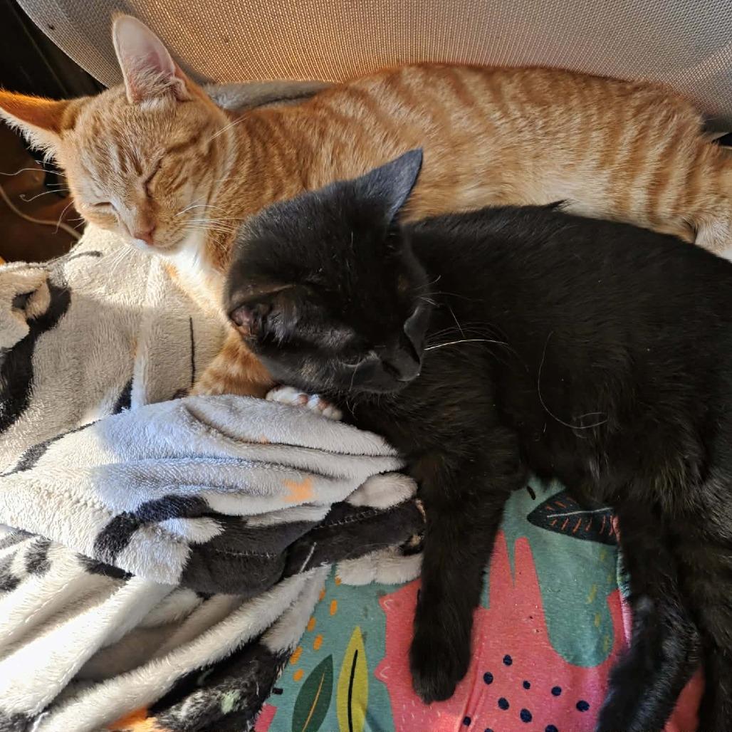 Enlarge Blake, a Adoptable Domestic Short Hair in Lyndhurst, VA image 3/4