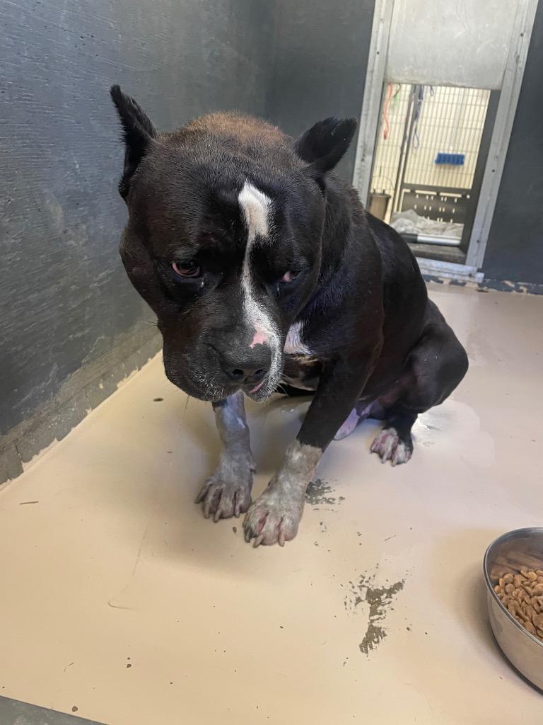 Joshua, Adoptable, Adult Male Pit Bull Terrier.