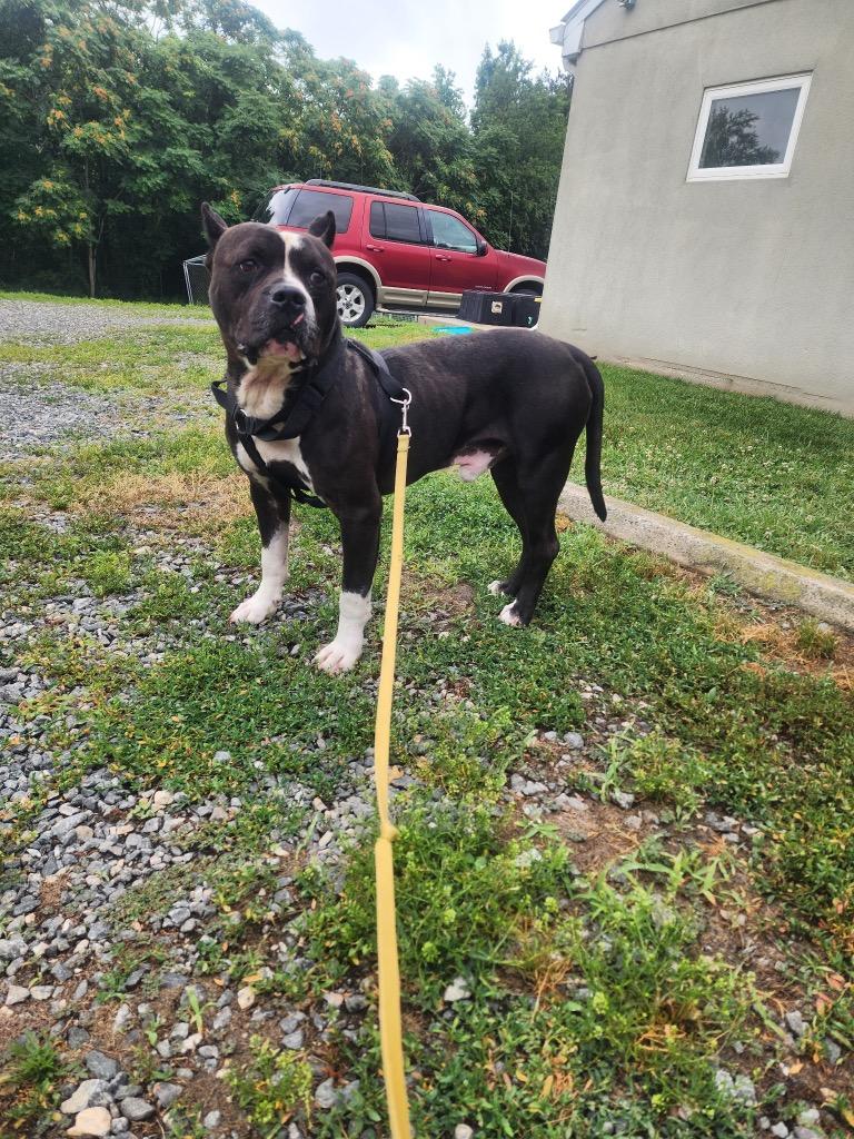Enlarge Joshua, a Adoptable Pit Bull Terrier in Mineral, VA image 2/3