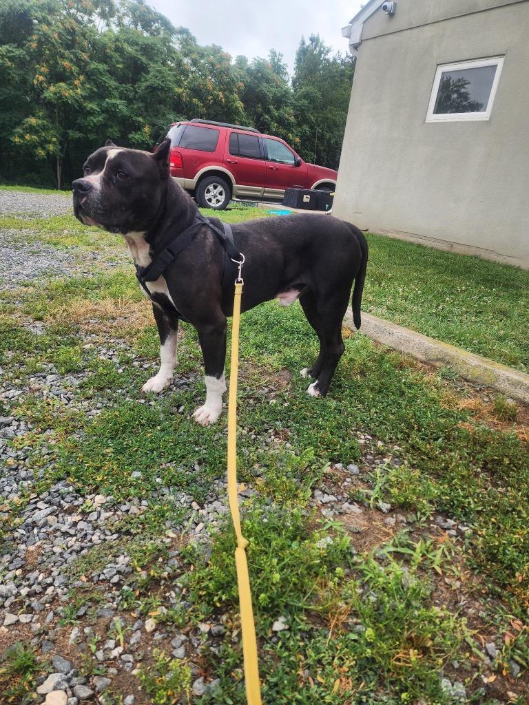 Enlarge Joshua, a Adoptable Pit Bull Terrier in Mineral, VA image 3/3