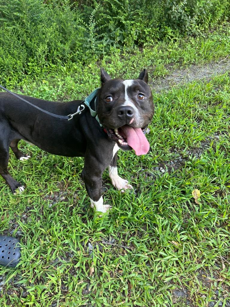 Joshua, a Adoptable Pit Bull Terrier in Mineral, VA image 4/5
