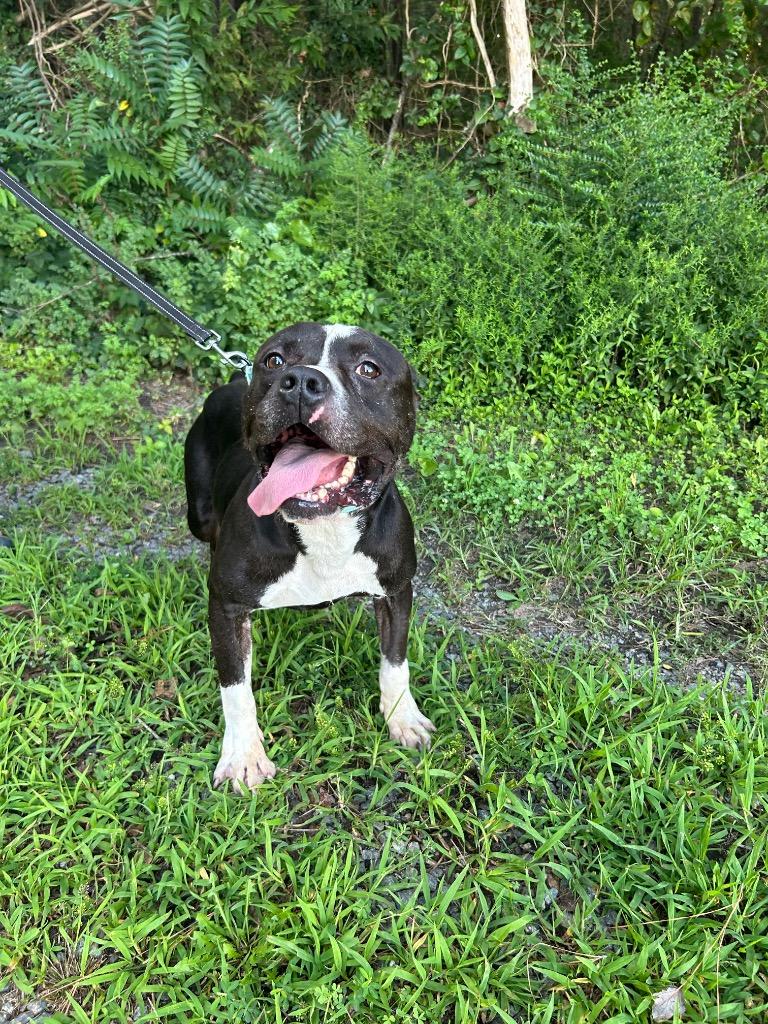Joshua, a Adoptable Pit Bull Terrier in Mineral, VA image 5/5