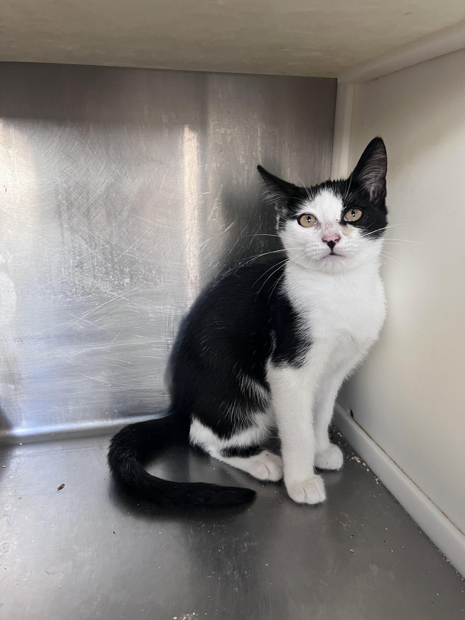 Enlarge Eli, a Adoptable Domestic Short Hair in Carrollton, GA image 1/3
