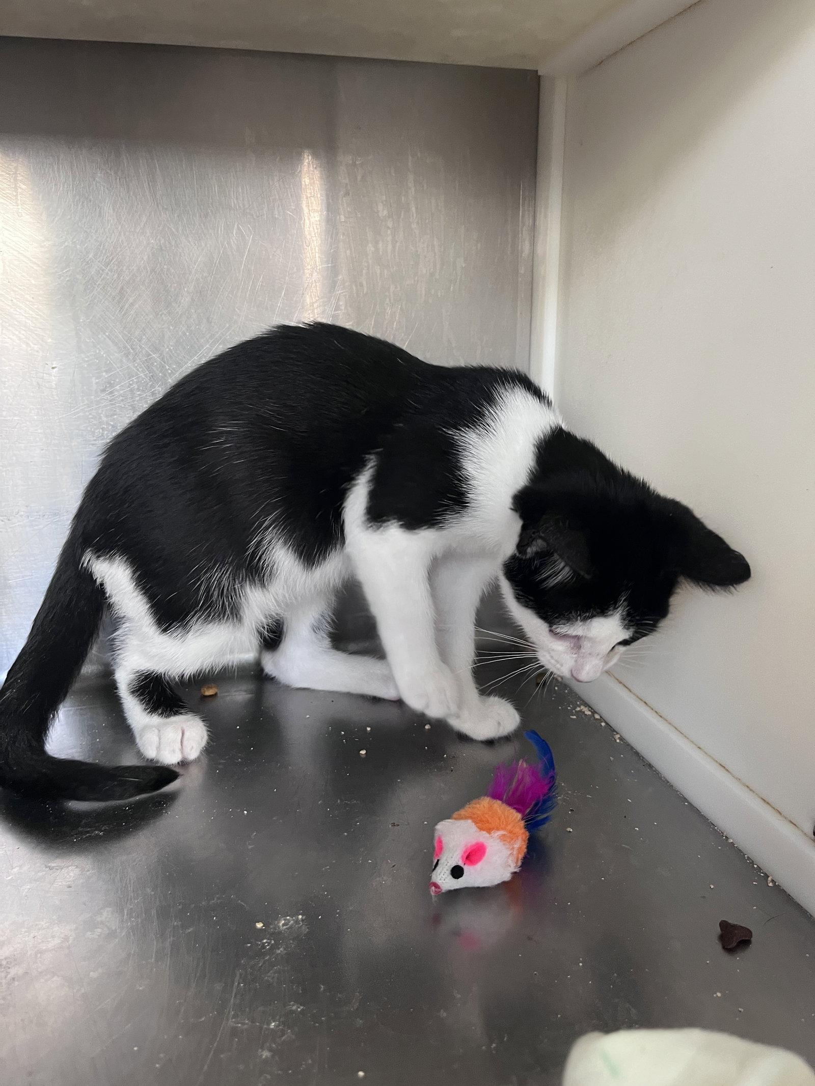 Enlarge Eli, a Adoptable Domestic Short Hair in Carrollton, GA image 2/3