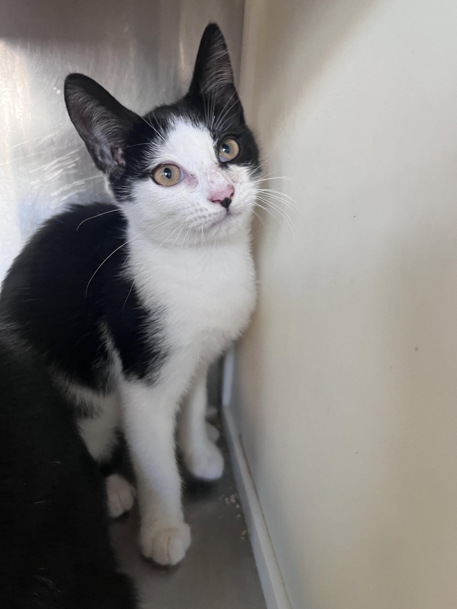 Enlarge Eli, a Adoptable Domestic Short Hair in Carrollton, GA image 3/3