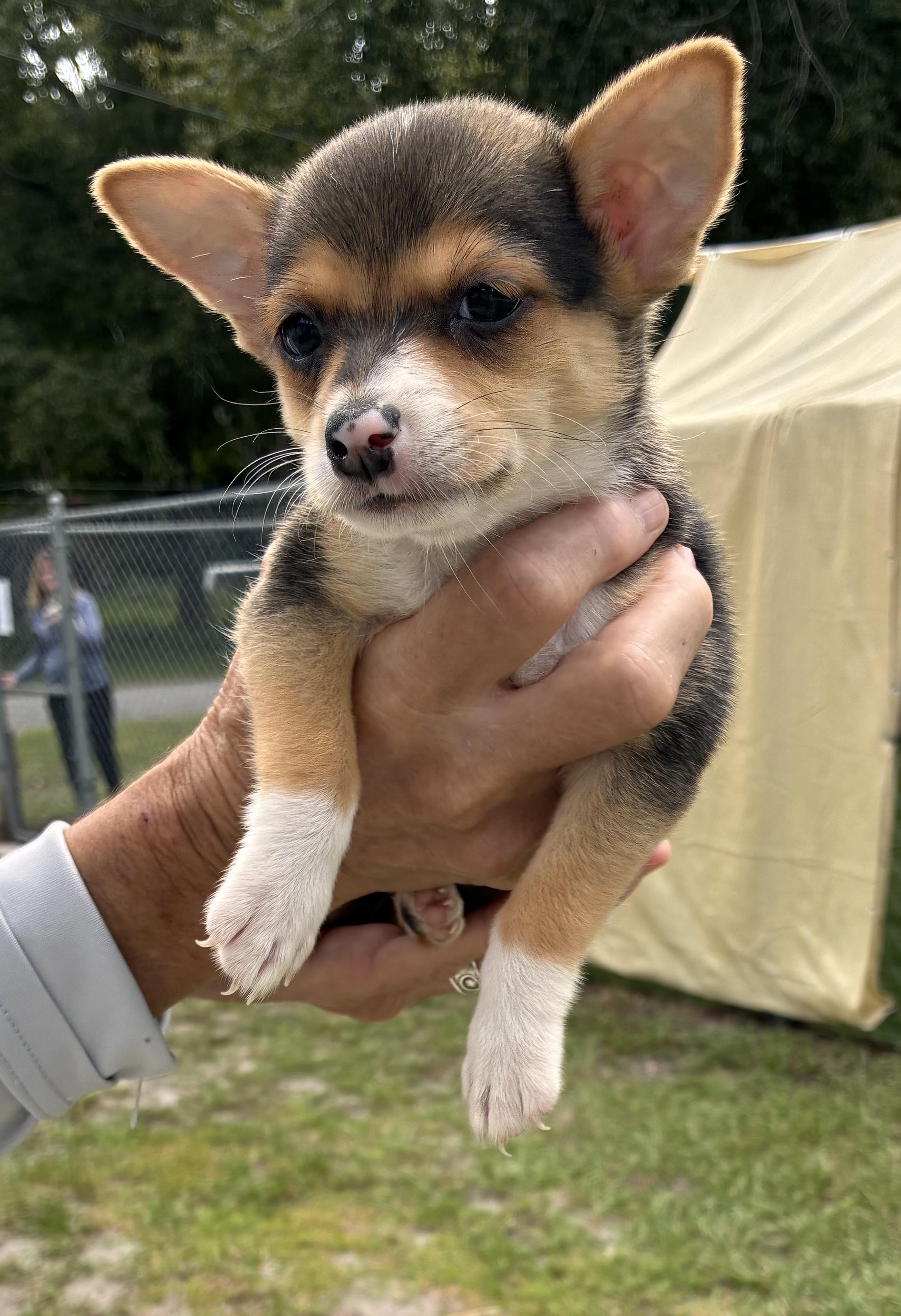 Chia, Adopted, Puppy Female Mixed Breed.