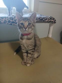 Enlarge Dinah, a Adoptable Domestic Short Hair in Lincoln, IL image 1/1