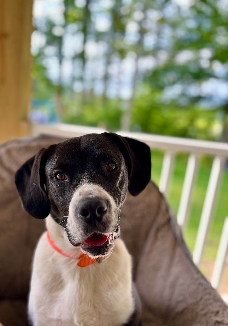 Enlarge Atticus, a Adopted mixed breed in Portland, ME image 1/4