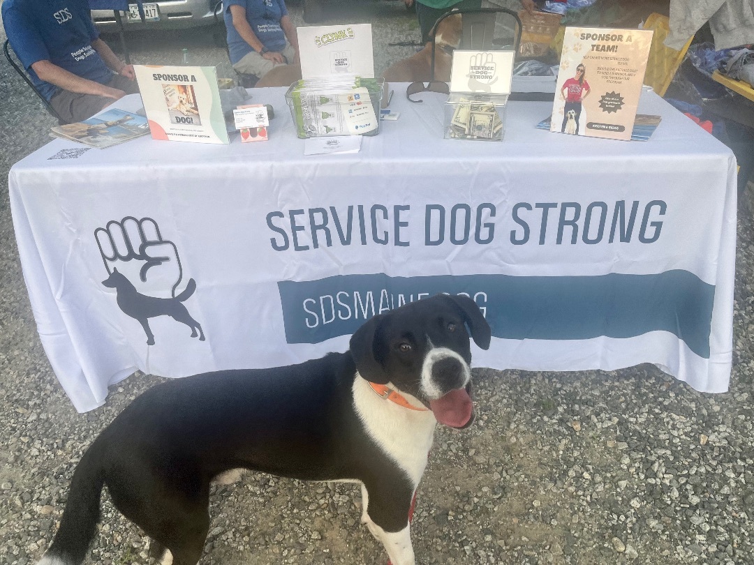 Enlarge Atticus, a Adopted mixed breed in Portland, ME image 3/4