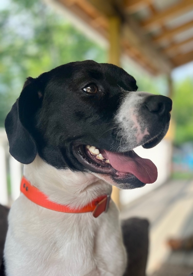 Enlarge Atticus, a Adopted mixed breed in Portland, ME image 4/4