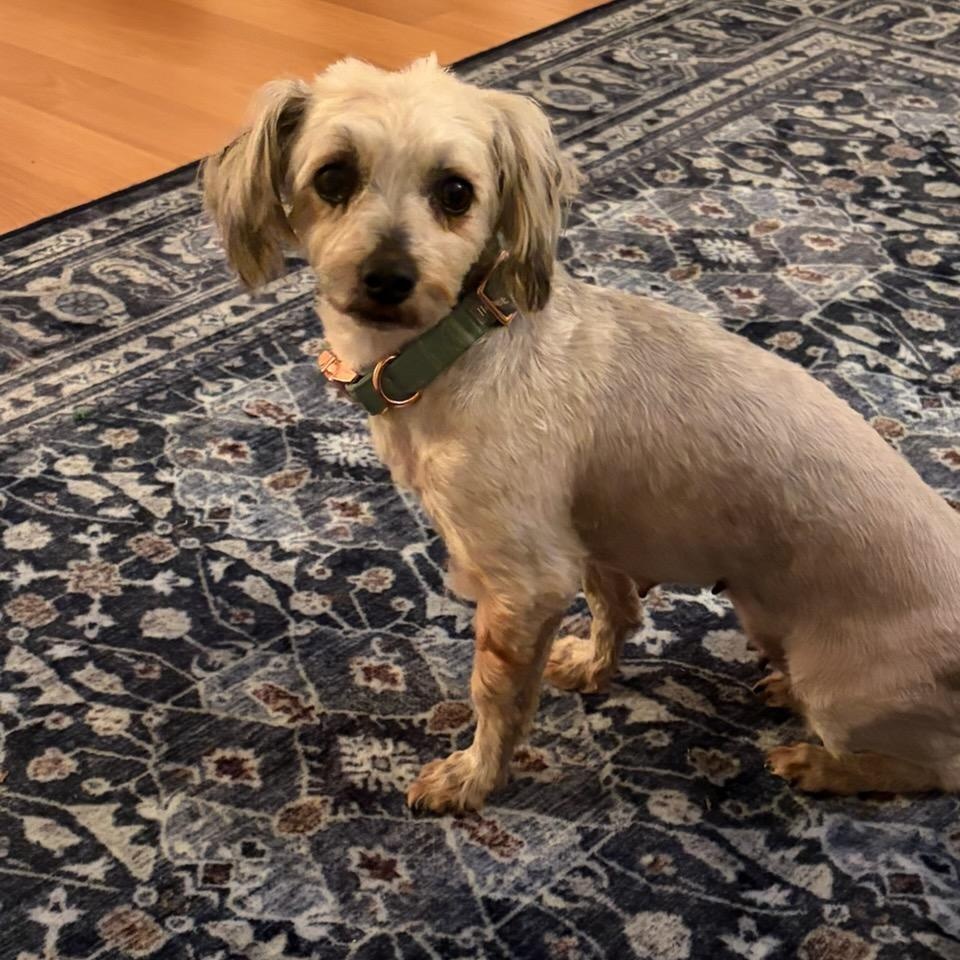 Aurora, a ADOPTABLE Havanese in Blue Springs, MO image 1/2