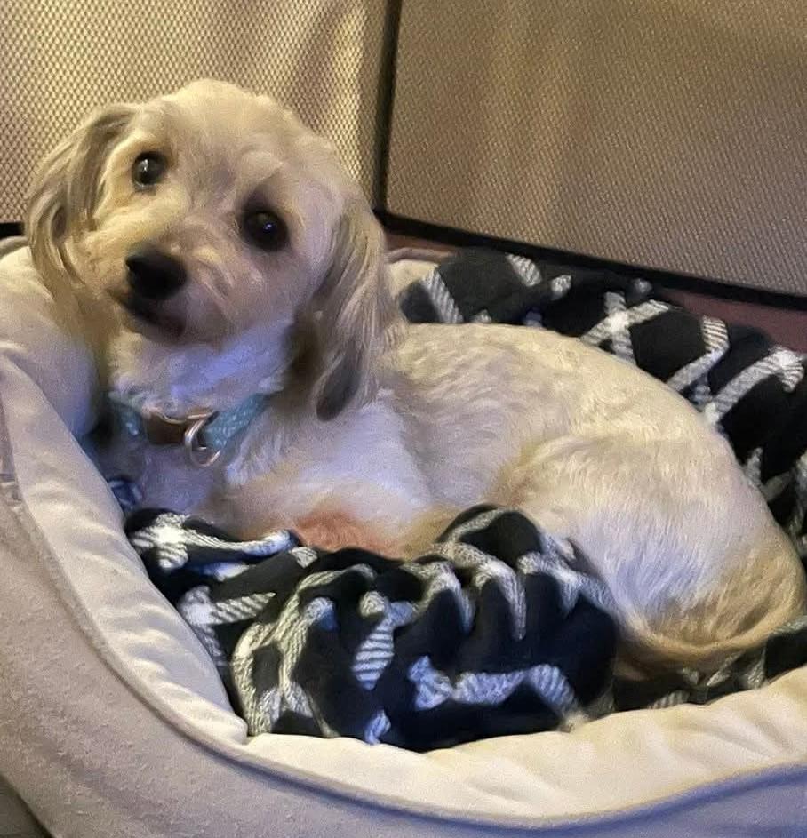 Aurora, a ADOPTABLE Havanese in Blue Springs, MO image 2/2