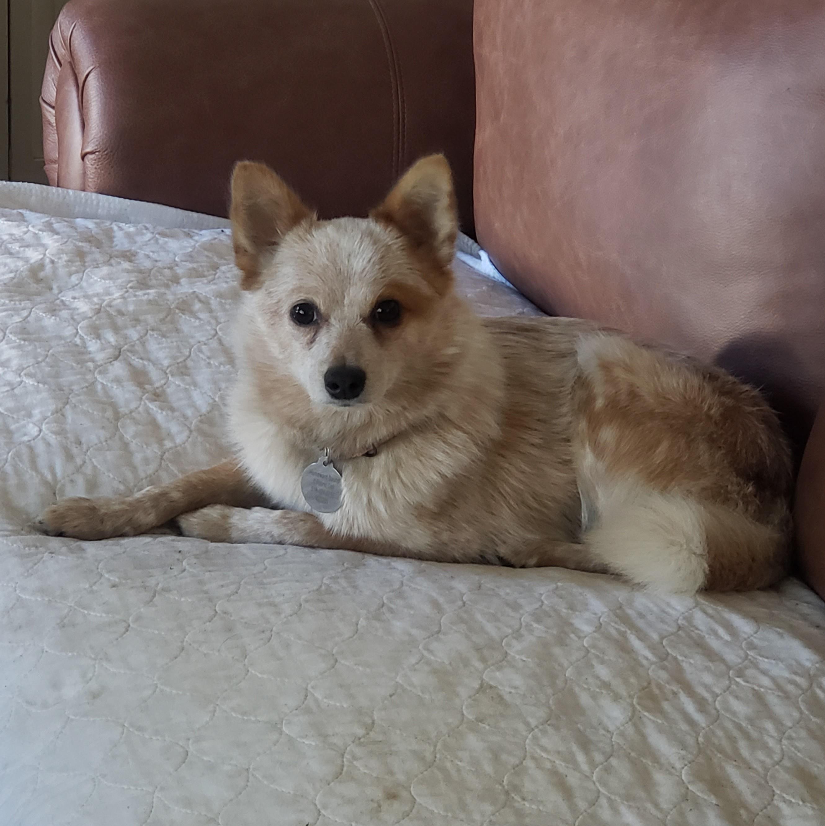 Sandy, Adoptable, Young Female Pomeranian.