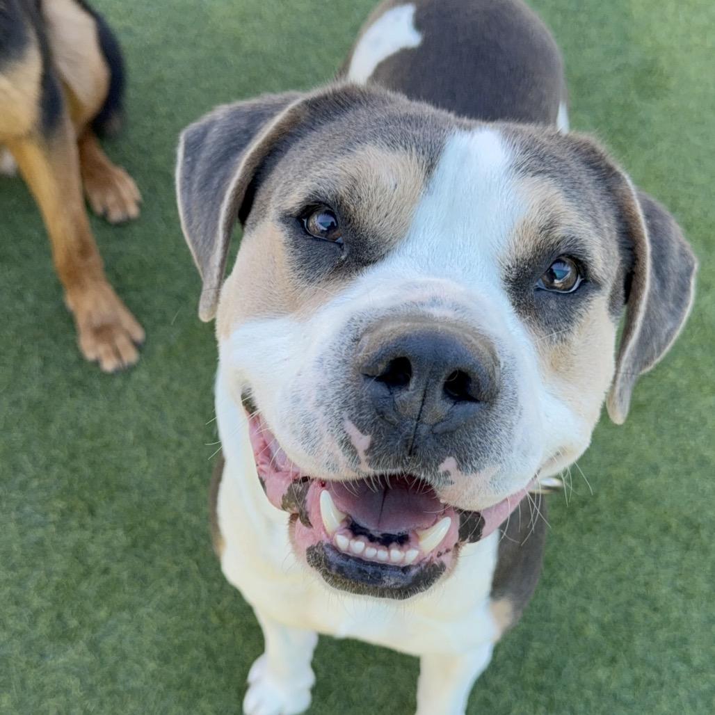 Ferris A2119342, Adoptable, Adult Male Mixed Breed.