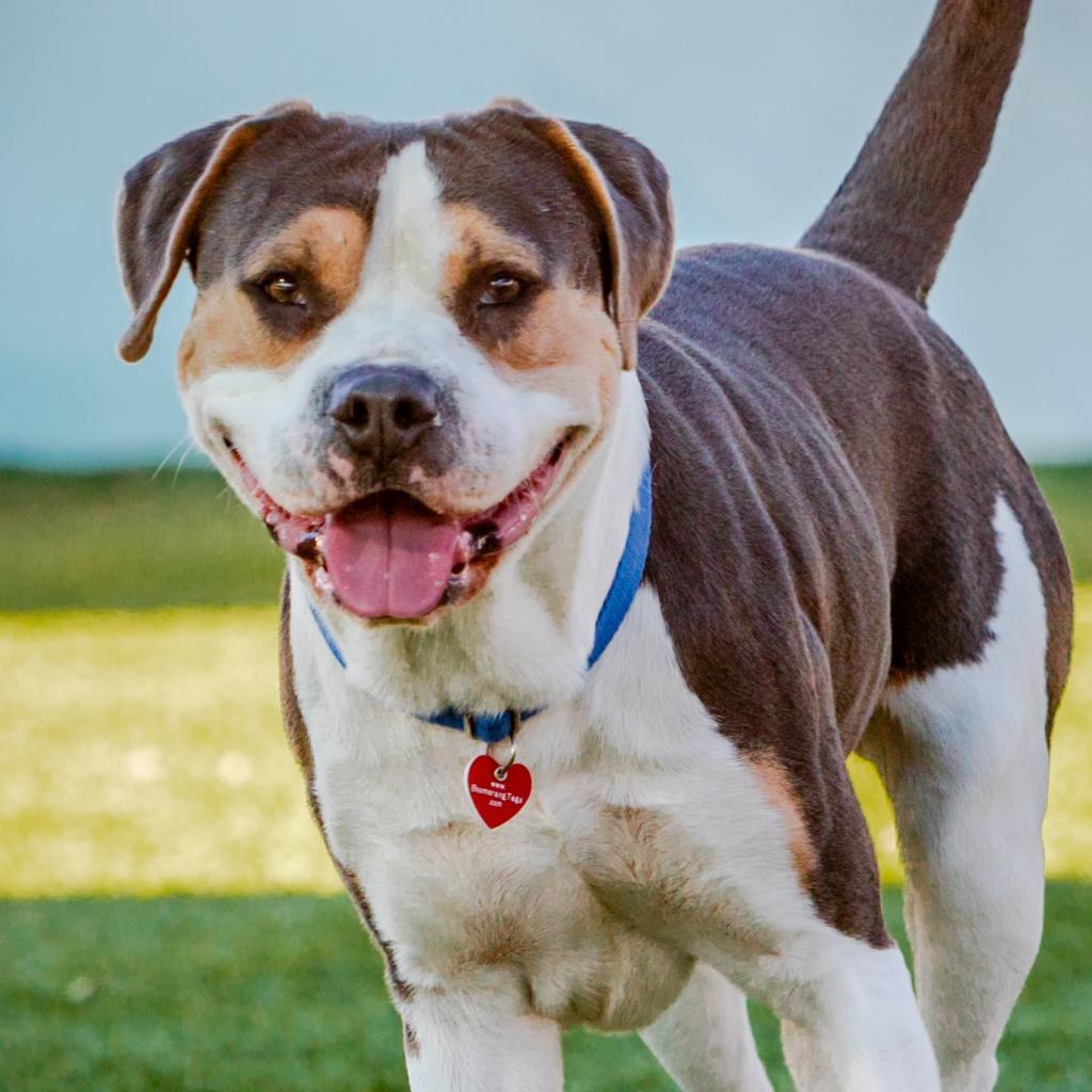 Enlarge Ferris A2119342, a Adoptable Mixed Breed in San Antonio, TX image 2/3