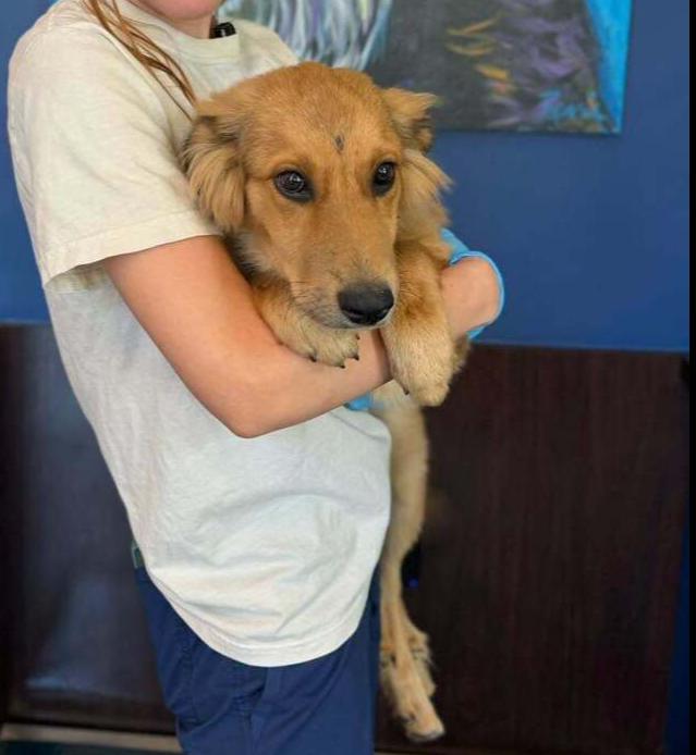 26-111 Honeysuckle “aka Honey” Coming Soon!, Adoptable, Puppy Female Great Pyrenees & Collie.