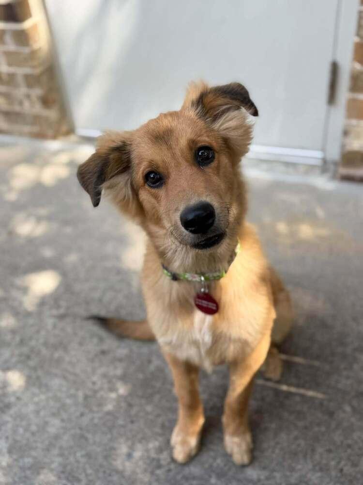 Enlarge 26-111 Honeysuckle “aka Honey” Coming Soon!, a Adoptable mixed breed in Richardson, TX image 2/6