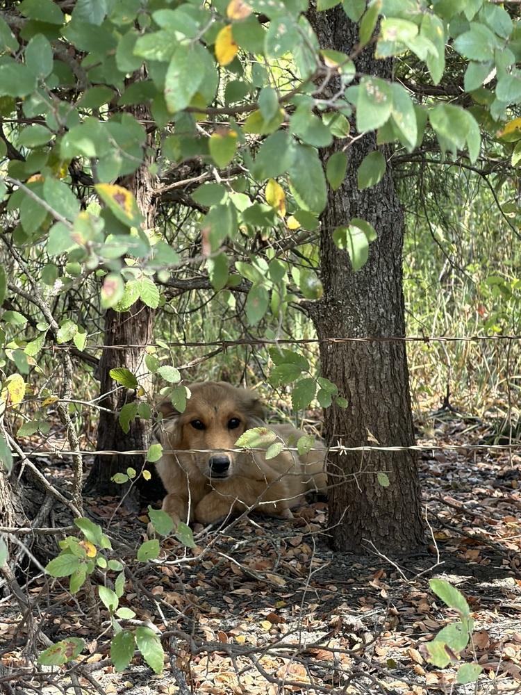 Enlarge 26-111 Honeysuckle “aka Honey” Coming Soon!, a Adoptable mixed breed in Richardson, TX image 3/6