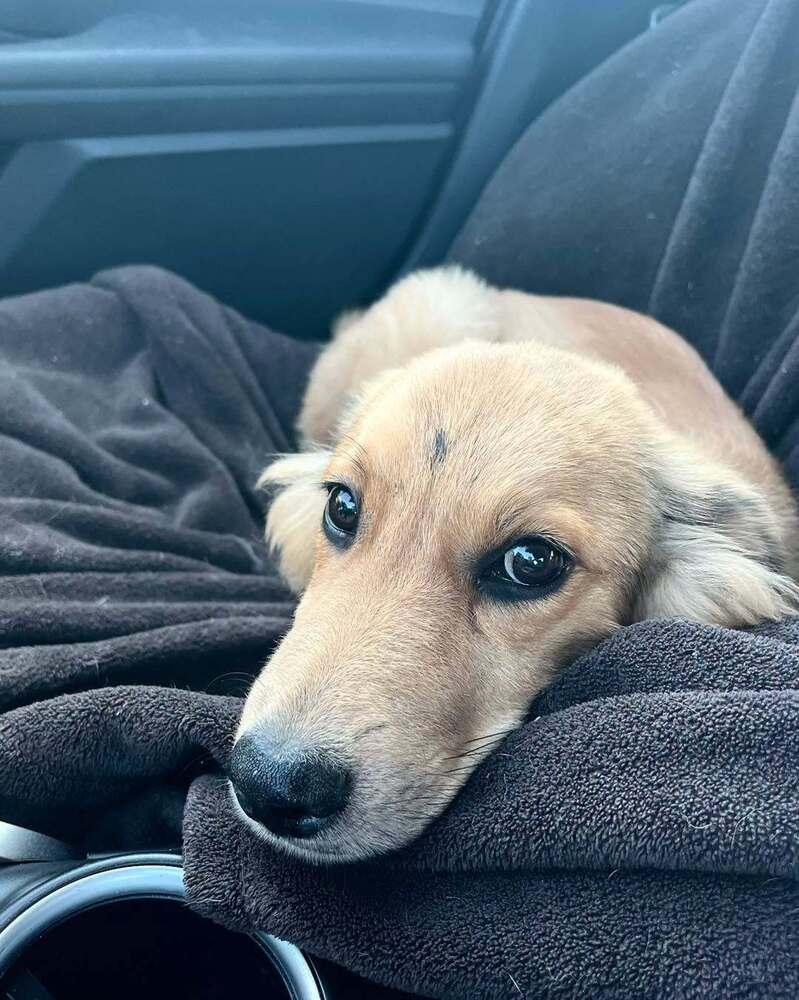Enlarge 26-111 Honeysuckle “aka Honey” Coming Soon!, a Adoptable mixed breed in Richardson, TX image 4/6