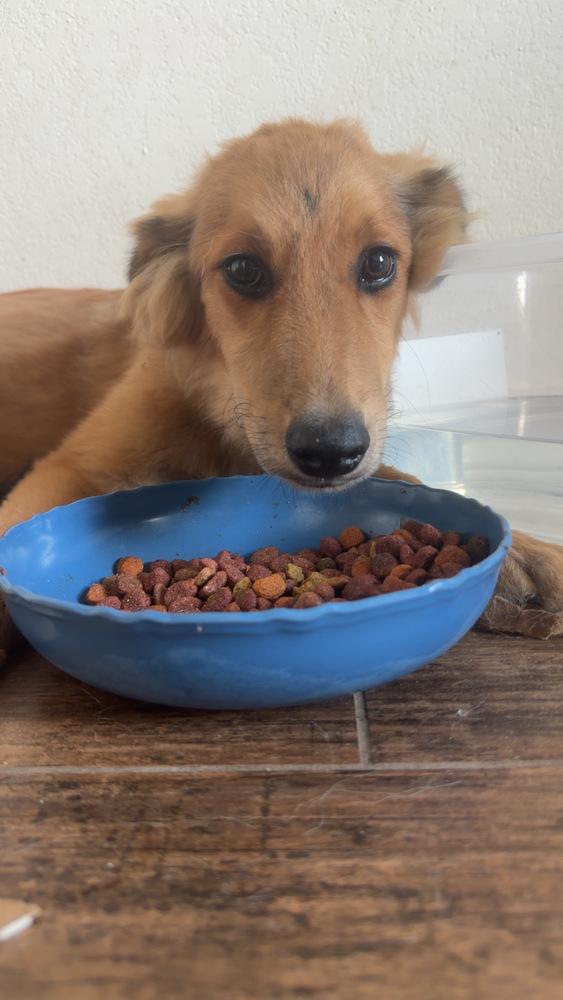 Enlarge 26-111 Honeysuckle “aka Honey” Coming Soon!, a Adoptable mixed breed in Richardson, TX image 5/6