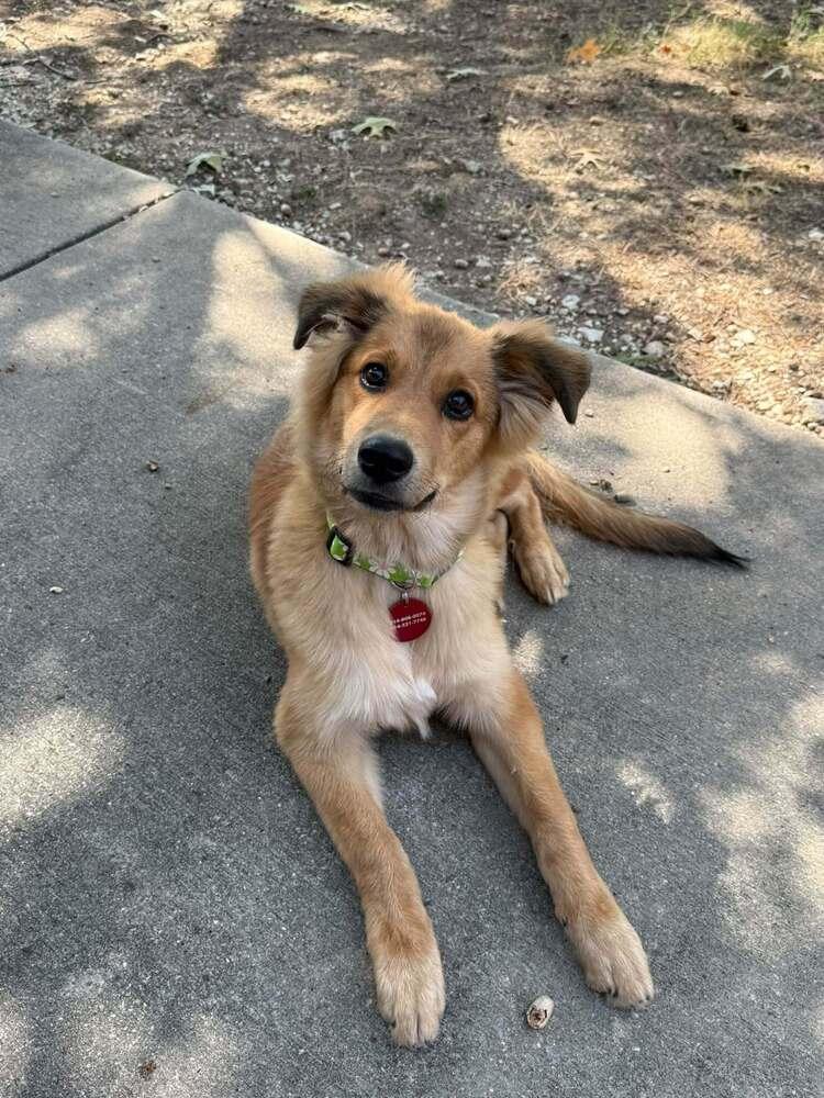 Enlarge 26-111 Honeysuckle “aka Honey” Coming Soon!, a Adoptable mixed breed in Richardson, TX image 6/6