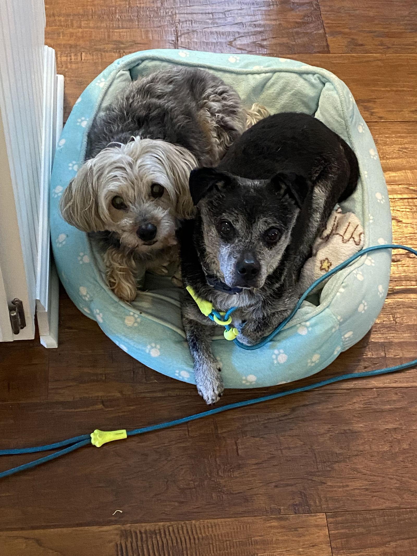 Linus, Adoptable, Senior Male Terrier & Dachshund.