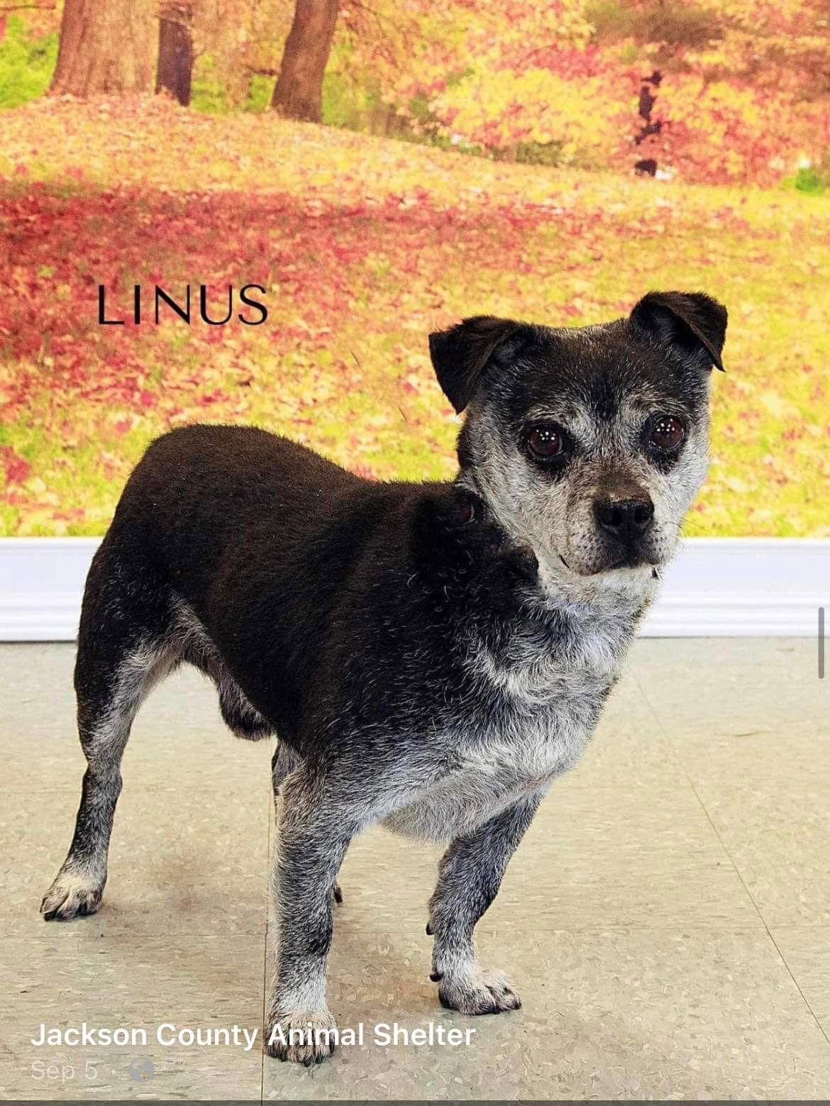Linus, a Adoptable mixed breed in Spring City, PA image 2/2