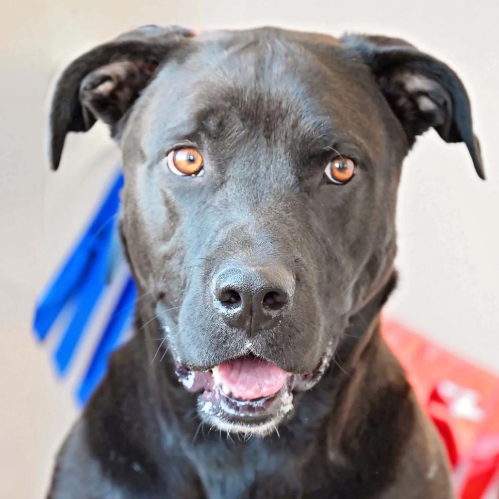 Enlarge Dante, a ADOPTABLE mixed breed in Fallon, NV image 1/1