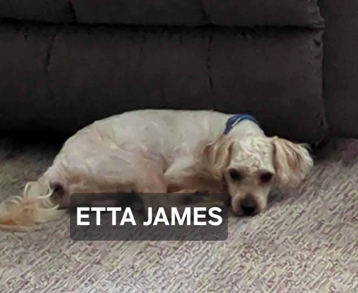 Etta James, Adoptable, Senior Female Shih Tzu & Bichon Frise.
