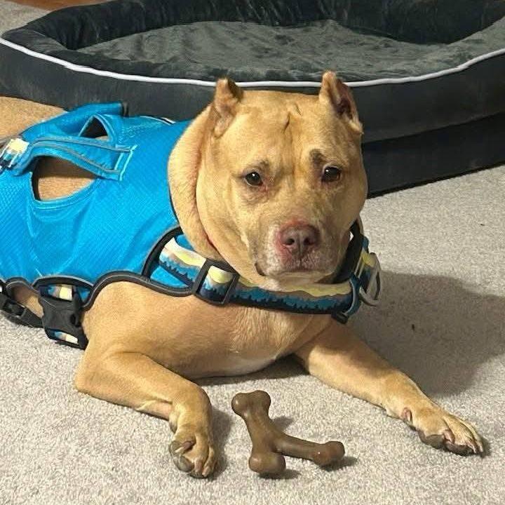 Enlarge Angel, a Adoptable Pit Bull Terrier in Martinsburg, WV image 2/3