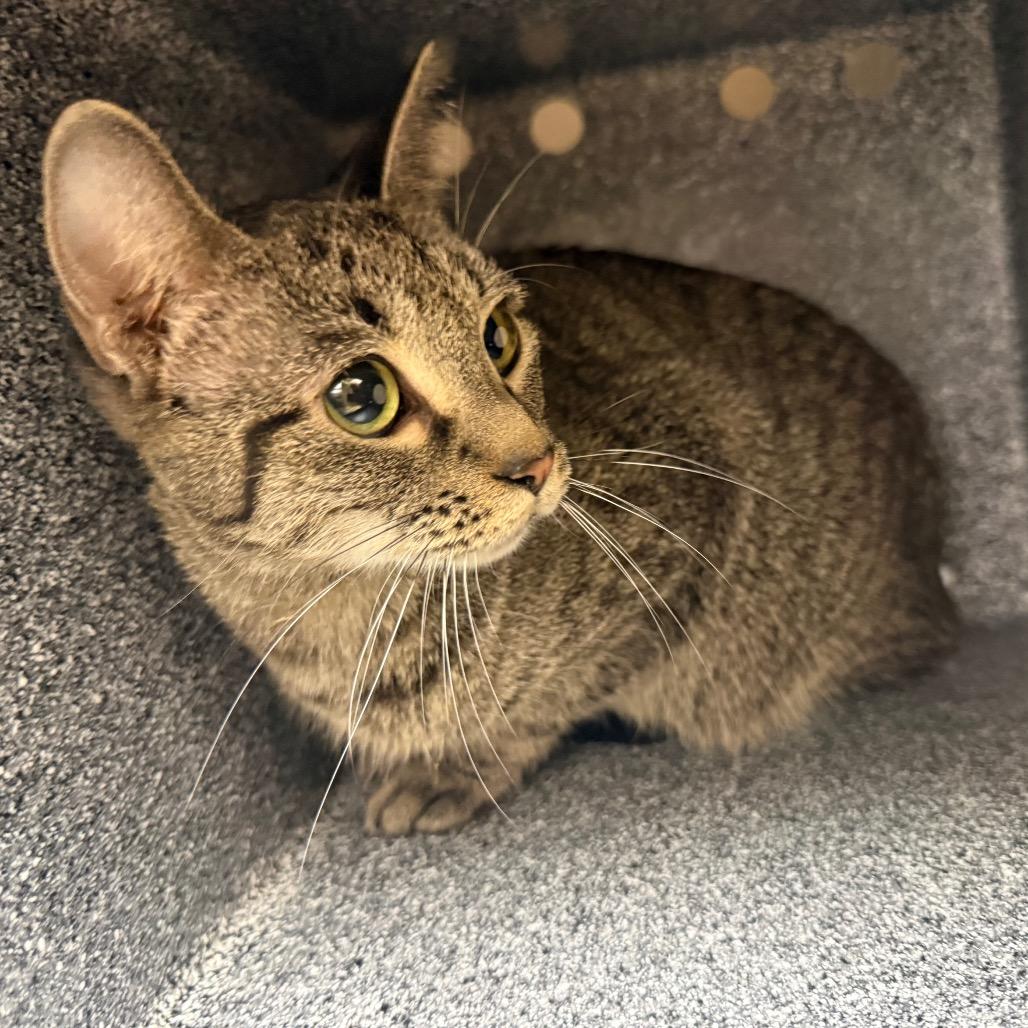 Ryder, Adoptable, Adult Female Domestic Short Hair & Domestic Short Hair.
